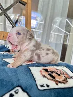 Rocky, a male English Bulldog for sale in Brooksville, FL – 1 of 2