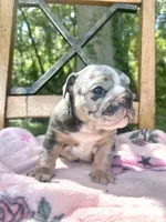 Harlequin , a female English Bulldog for sale in Brooksville, FL – 5 of 6