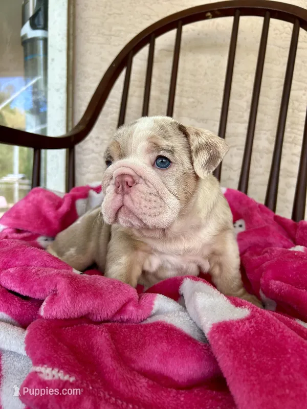 Pumpkin Spice – English Bulldog puppy for sale in Brooksville, FL