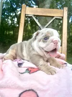 Pumpkin Spice, a female English Bulldog for sale in Brooksville, FL – 1 of 3