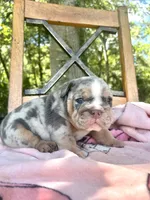Cinnamon , a female English Bulldog for sale in Brooksville, FL – 2 of 3