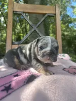 Harlequin , a female English Bulldog for sale in Brooksville, FL – 4 of 6