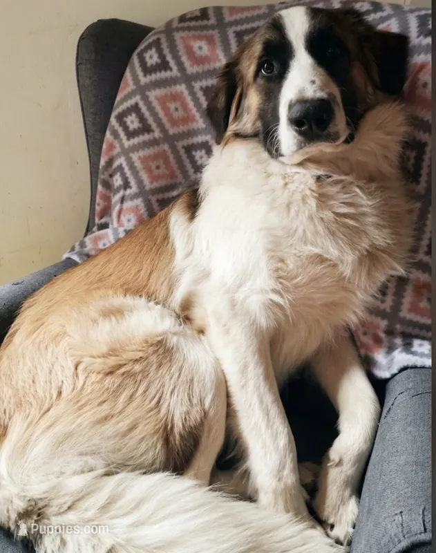 Benji – Great Pyrenees puppy for sale in Rock Hill, SC