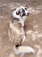 Benji, a male Great Pyrenees for sale in Rock Hill, SC – 2 of 3