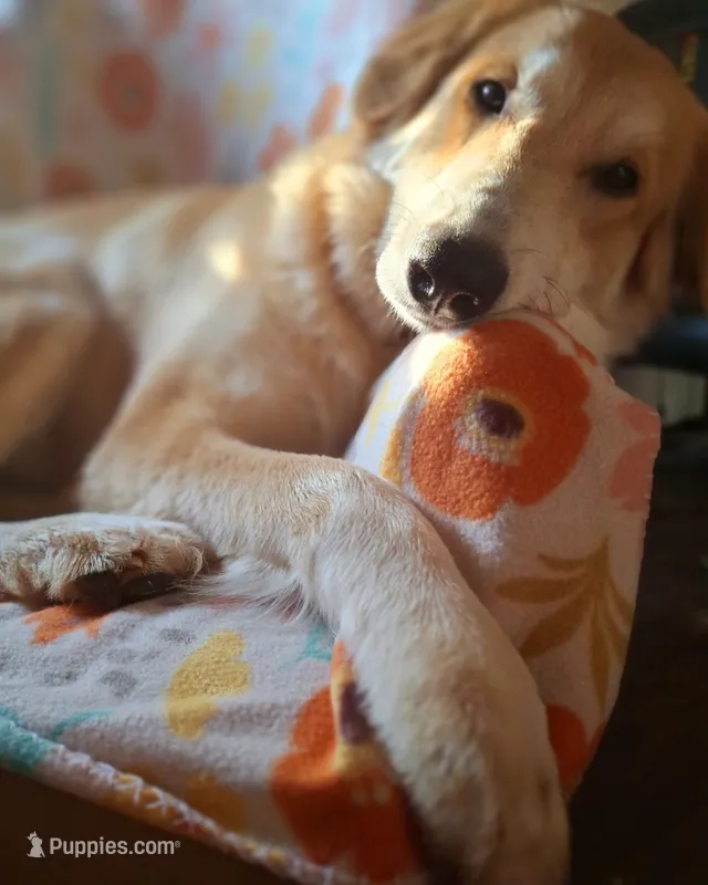 Nala – Great Pyrenees puppy for sale in Rock Hill, SC