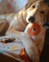 Nala, a female Great Pyrenees for sale in Rock Hill, SC – 1 of 2