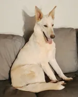 Coco, a female German Shepherd Dog for sale in Rock Hill, SC – 3 of 3