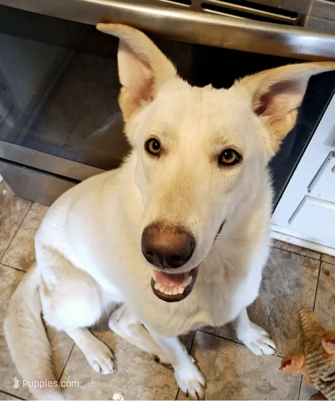 Coco, a female German Shepherd Dog for sale in Rock Hill, SC – 1 of 3