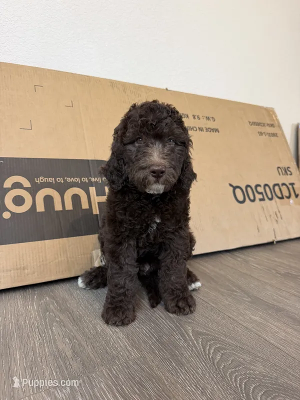 White – Goldendoodle puppy for sale in Rancho Cordova, CA