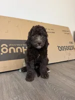 White, a male Goldendoodle for sale in Rancho Cordova, CA – 1 of 2