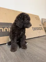 White, a male Goldendoodle for sale in Rancho Cordova, CA – 2 of 2
