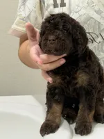 Pink , a female Goldendoodle for sale in Rancho Cordova, CA – 2 of 2