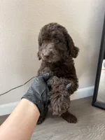 Blue, a male Goldendoodle for sale in Rancho Cordova, CA – 2 of 2