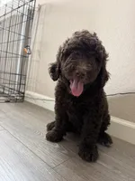 Green, a male Goldendoodle for sale in Rancho Cordova, CA – 3 of 3