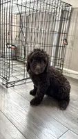 Green, a male Goldendoodle for sale in Rancho Cordova, CA – 1 of 3