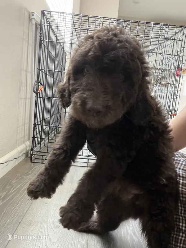 Blue – Goldendoodle puppy for sale in Rancho Cordova, CA