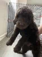Blue, a male Goldendoodle for sale in Rancho Cordova, CA – 1 of 2