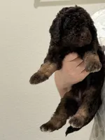 Pink , a female Goldendoodle for sale in Rancho Cordova, CA – 1 of 2