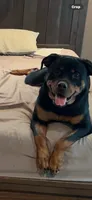 Akc male 1, a male Rottweiler for sale in Terre Haute, IN – 2 of 3