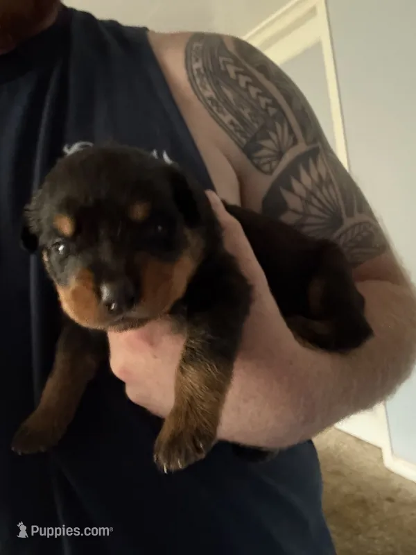 AKC male 3 – Rottweiler puppy for sale in Terre Haute, IN