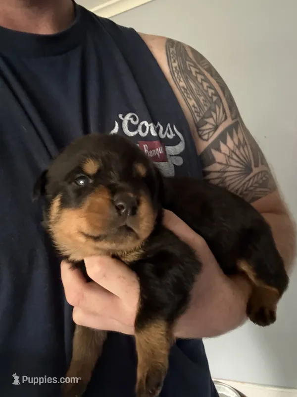 Akc male 4 – Rottweiler puppy for sale in Terre Haute, IN