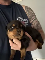 Akc male 4, a male Rottweiler for sale in Terre Haute, IN – 1 of 3