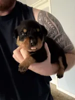 Akc male 1, a male Rottweiler for sale in Terre Haute, IN – 1 of 3