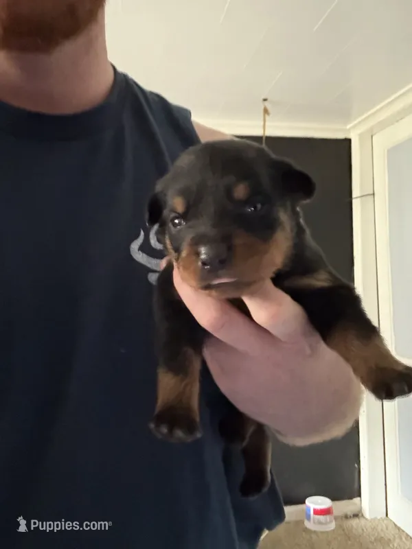 AKC Male 2 – Rottweiler puppy for sale in Terre Haute, IN