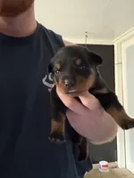 AKC Male 2, a male Rottweiler for sale in Terre Haute, IN – 1 of 3