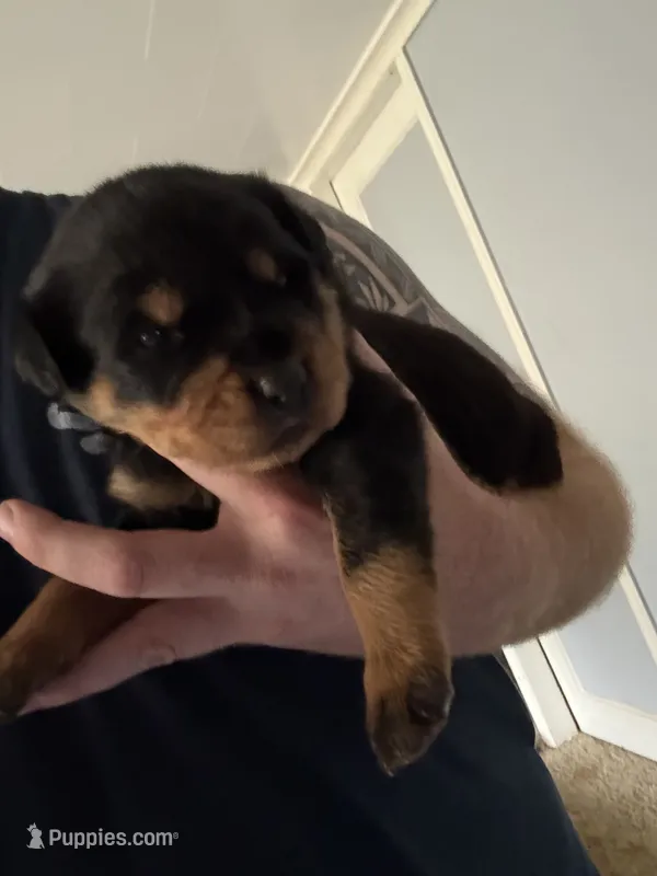 Akc female 2 – Rottweiler puppy for sale in Terre Haute, IN