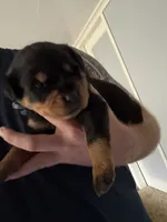 Akc female 2, a female Rottweiler for sale in Terre Haute, IN – 1 of 3