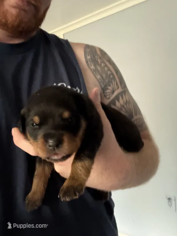 Akc female 1 – Rottweiler puppy for sale in Terre Haute, IN