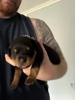 Akc female 1, a female Rottweiler for sale in Terre Haute, IN – 1 of 3