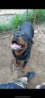 Akc female 1, a female Rottweiler for sale in Terre Haute, IN – 3 of 3