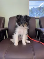 Tri-Color Boy , a male Shetland Sheepdog for sale in Eden, NC – 3 of 6