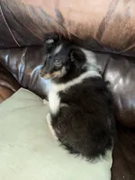 Tri-Color Boy , a male Shetland Sheepdog for sale in Eden, NC – 6 of 6