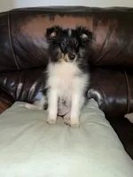 Tri-Color Boy , a male Shetland Sheepdog for sale in Eden, NC – 4 of 6