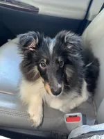 Tri-Color Boy , a male Shetland Sheepdog for sale in Eden, NC – 2 of 6