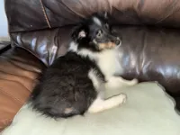 Tri-Color Boy , a male Shetland Sheepdog for sale in Eden, NC – 5 of 6