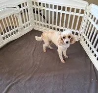 Nelson, a male Poodle - Miniature  for sale in Wilmington, NC – 3 of 4
