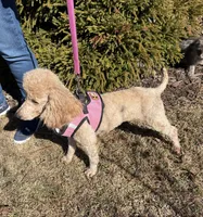 Scarlet, a female Poodle - Miniature  for sale in Wilmington, NC – 2 of 2