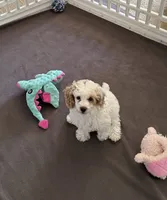 June, a female Poodle - Miniature  for sale in Wilmington, NC – 4 of 4