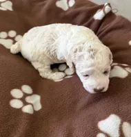 June, a female Poodle - Miniature  for sale in Wilmington, NC – 2 of 4