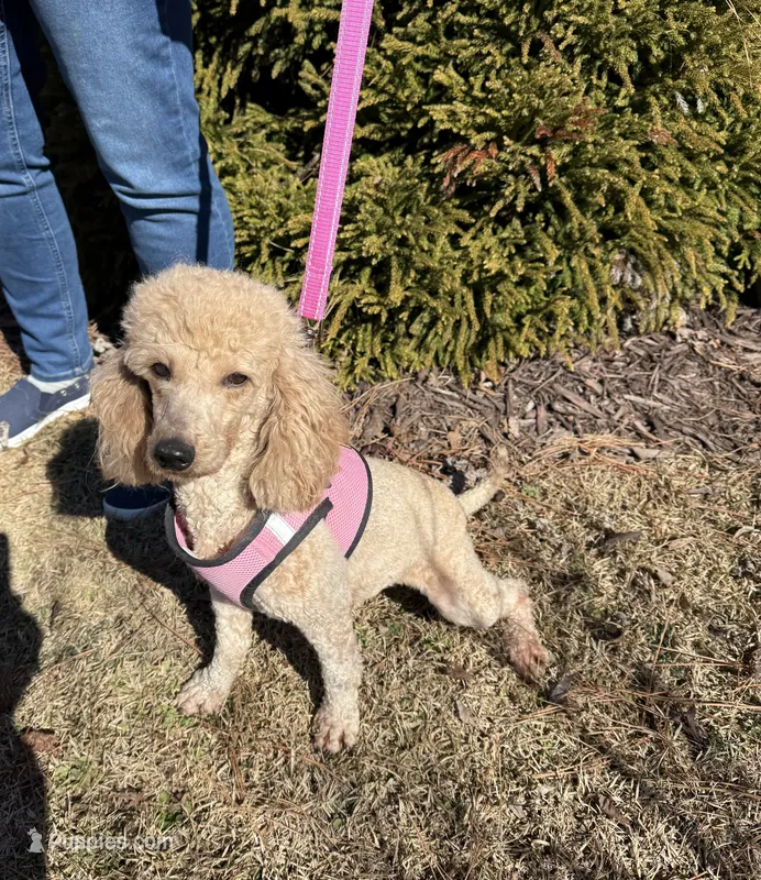 Scarlet – Poodle - Miniature  puppy for sale in Wilmington, NC