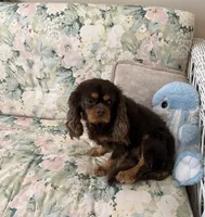 Romeo  , a male Cavalier King Charles Spaniel for sale in Wilmington, NC – 1 of 4