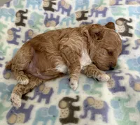 Chester, a male Poodle - Miniature  for sale in Wilmington, NC – 2 of 4