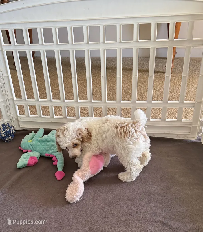 June – Poodle - Miniature  puppy for sale in Wilmington, NC