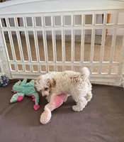 June, a female Poodle - Miniature  for sale in Wilmington, NC – 1 of 4