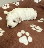 June, a female Poodle - Miniature  for sale in Wilmington, NC – 4 of 4