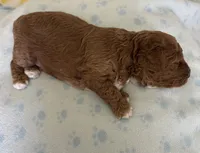 Rusty, a male Poodle - Miniature  for sale in Wilmington, NC – 3 of 3